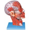 HALF MUSCULAR HEAD WITH VESSELS (SOFT)